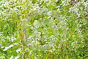 Floral background. Wild chamomile flower. Wild flower. Medicinal homeopathic plants. Selective soft focus