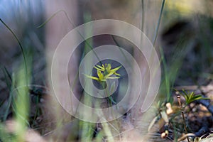 Floral background, wildflower Gagea lutea or Yellow Star-of-Bethlehem. Lily family edible medical herb