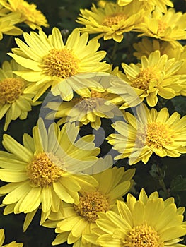 Floral background of yellow chrysanthemums flowers.