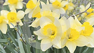 Floral background of yellow daffodils. Spring came.