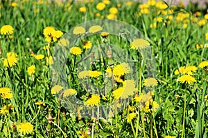 Floral background of yellow dandelions. bright yellow dandelions on the green lawn.
