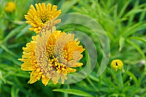floral background. yellow flowers marigolds on green blurred background