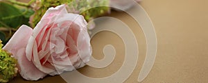 Floral baner. Pink rose and green hydrangea, brown background with copy space