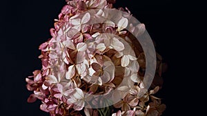 Floral banner. beautiful large dry hydrangea flower on a dark background close-up. shabby chic, rustic style. flat lay, copy space