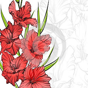 Floral blooming gladiolus hand drawn vector illustration