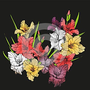 Floral blooming gladiolus hand drawn vector illustration