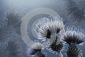 Floral blue background. Gray-blue thorny thistle flower. A gray-blue flowers on a light blue background. Closeup.