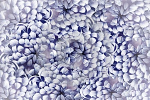 Floral blue background. Pink-white flowers chrysanthemum close-up. Flower composition.