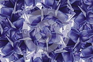 Floral blue-purple beautiful background from roses. Flower composition. Background from violet-white roses. Postcard for the hol