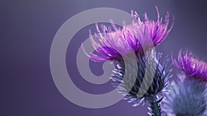 Floral blue-violet background. Pink thorny thistle flower. A pink flower on a blue background. Closeup.