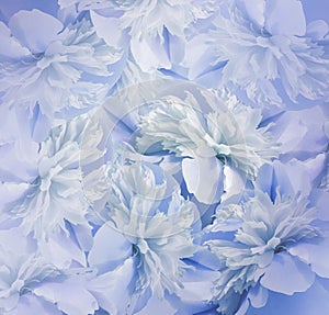 Floral blue-white background. Bouquet of flowers of peonies. Blue-turquoise petals of the peony flower. Close-up.