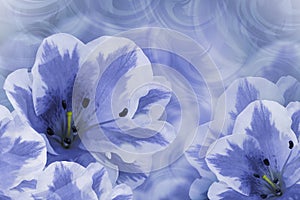 Floral blue-white beautiful background. Flower composition. Greeting card from blue-white lilies on a pink background. Close-up.