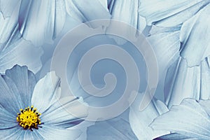 Floral blue-white beautiful background. Flower composition. White-blue flower daisy. Petals of flowers close-up.