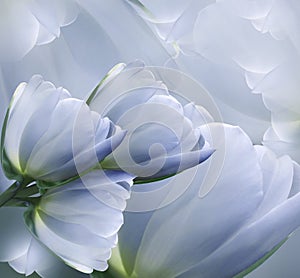 Floral blue-white beautiful background. Flower spring composition of tulips.