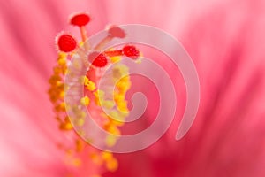 Floral blurred background with pink exotic tropical Hibiskus flower photo