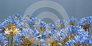 Floral border. Beautiful blue Agapanthus flowers. Copy space