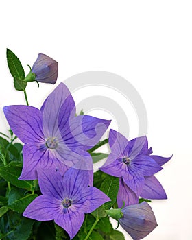 Floral Border Blue Balloon Flowers