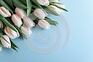 Floral border from bouquet of pink tulips on blue background. Anniversary celebration concept. Copy space. Top view