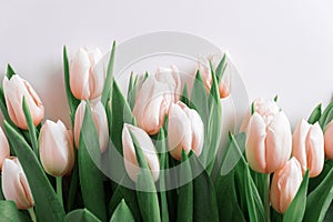 Floral border from bouquet of pink tulips on white background. Anniversary celebration concept. Copy space. Top view