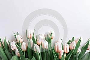 Floral border from bouquet of pink tulips on white background. Anniversary celebration concept. Copy space. Top view