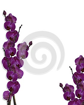 Floral border Purple Orchids