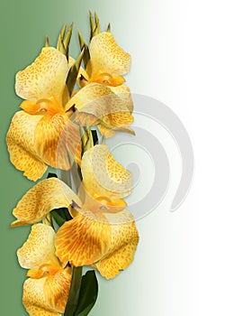 Floral Border yellow Canna lilies