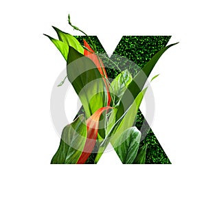 Floral botanical alphabet. letter x with plants and flowers decoration