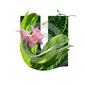 Floral botanical alphabet. letter u with plants and flowers decoration