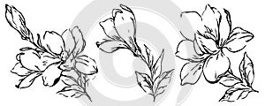 Floral botany sketch collection. Magnolia flower drawings. Black and white with line art on a white background.