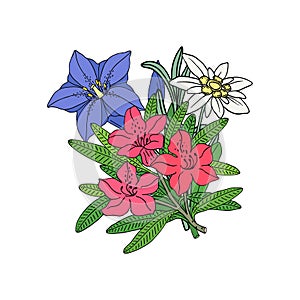 Floral bouquet edelweiss, gentian and rhododendron. Montain wildflowers. Hand drawn outline sketch.