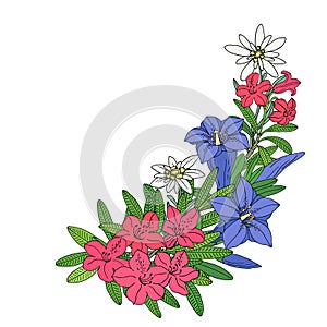 Floral bouquet with edelweiss, gentian and rhododendron. Montain wildflowers. Hand drawn outline sketch.