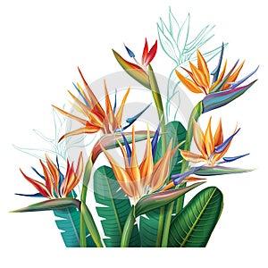 Floral bouquet with Strelitzia flowers photo