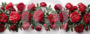 a floral bouquet of vibrant red peony flowers bordering a crisp white background, creating a striking visual contrast