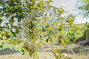 Floral Branch Of Chrysophyllum Cainito Tree