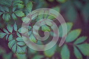 Floral branch with dark green leaves with purple edging and veins, soft focus, top view, green background, copy space