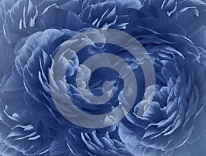 Floral bright blue background. A bouquet of blue roses flowers. Close-up. floral collage. Flower composition.