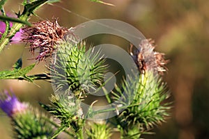 A floral bud of thistle photo