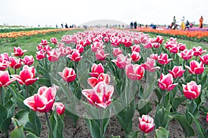 Floral business. Growing bulb plants. Gorgeous tulips. Blooming tulip fields in flower growing region. Spring park