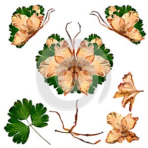 Floral butterfly made from bizarre curved extruded dried lily pe