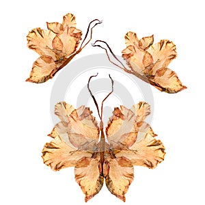 Floral butterfly made from bizarre curved extruded dried lily pe