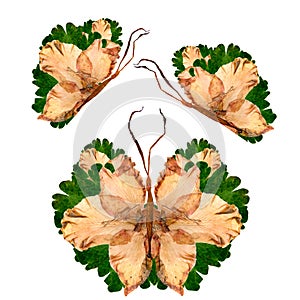 Floral butterfly made from bizarre curved extruded dried lily pe