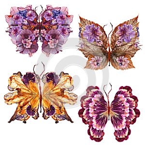 Floral butterfly made dried lily petals pressed Petunia flower