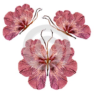 Floral butterfly made of lily petals leaves and flowers