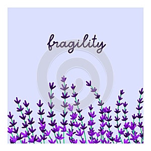 Floral card design, lavender flowers. Summer field blooms, square background. Blossomed lavander stems, gentle fragile