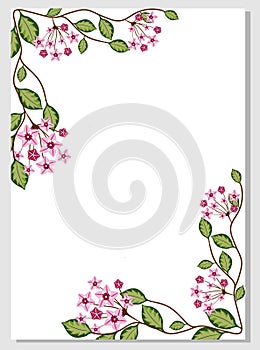 Floral card with hoya carnosa