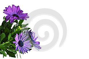 Floral card with purple Osteospermum or African daisies isolated on white background with copy space