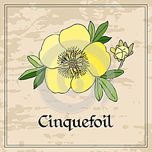 Floral card with yellow cinquefoil flower on grunge background.