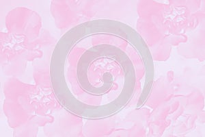 Floral carnation flowers pattern. Light pink background
