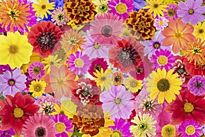 Floral chaos abstract collage