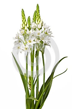 Floral Chincherinchee Flower Isolated